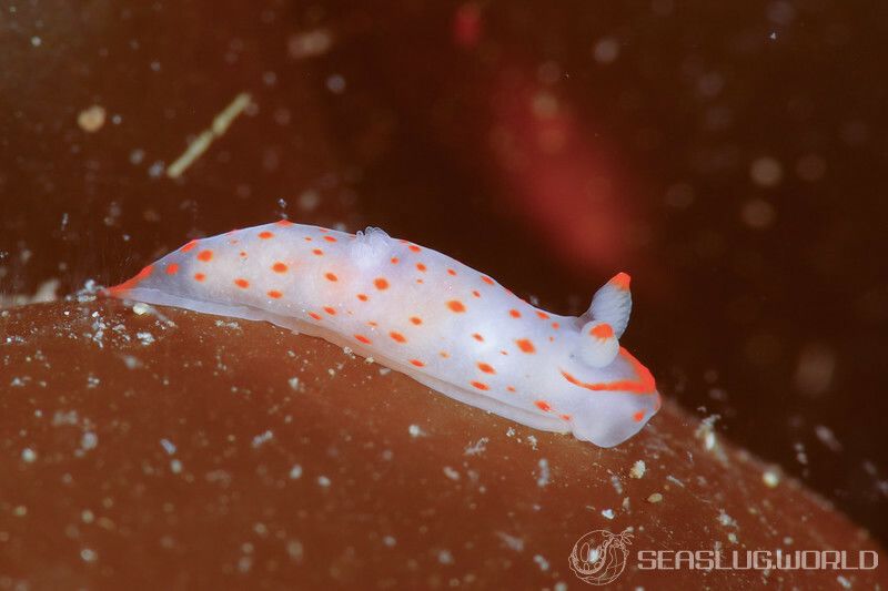 アカボシウミウシ Gymnodoris alba