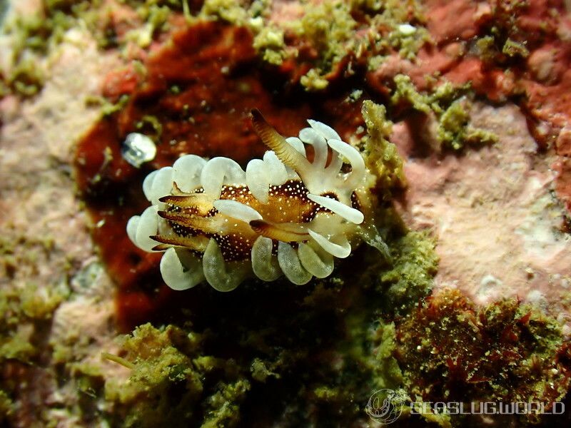 イバラウミウシ Ceratodoris barnardi