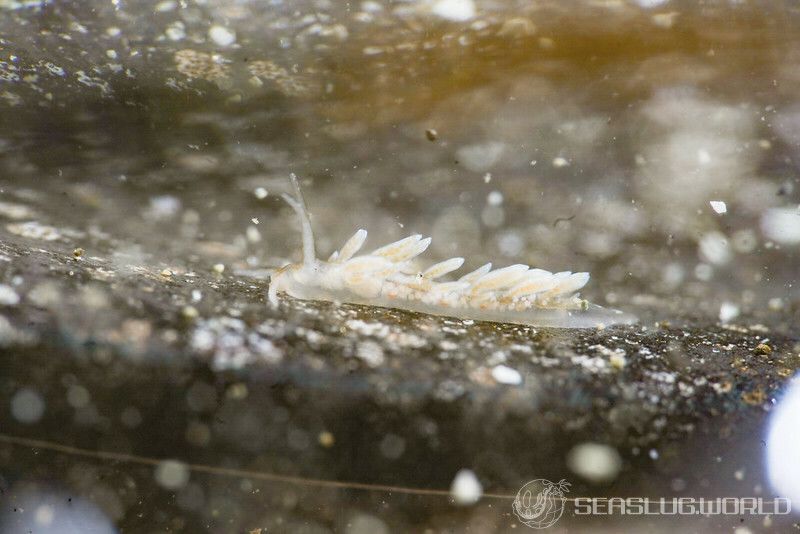 ホリミノウミウシ Eubranchus horii