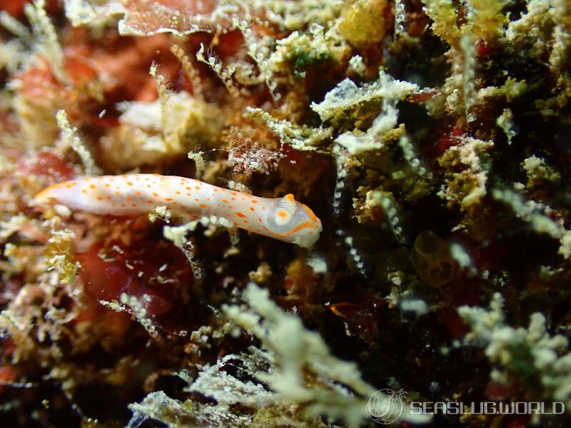 アカボシウミウシ Gymnodoris alba