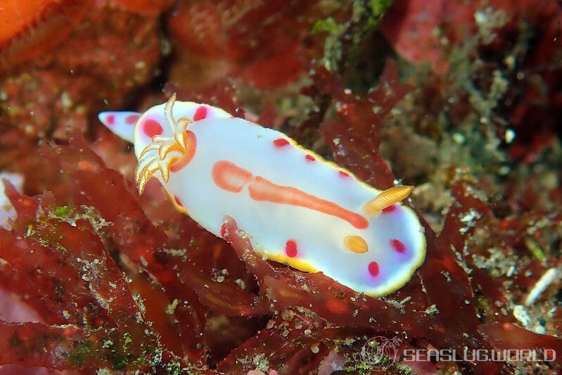 ペリイロウミウシ Hypselodoris perii