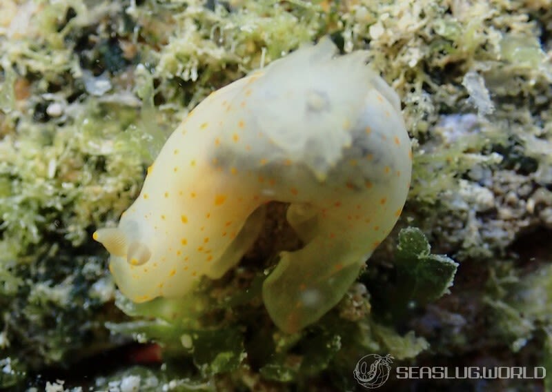 スカシキヌハダウミウシ Gymnodoris sp. 4