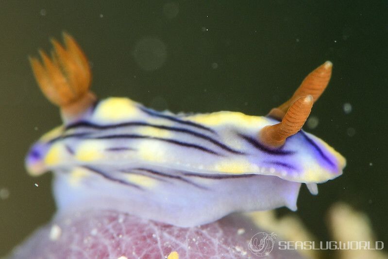 ソヨカゼイロウミウシ Hypselodoris zephyra