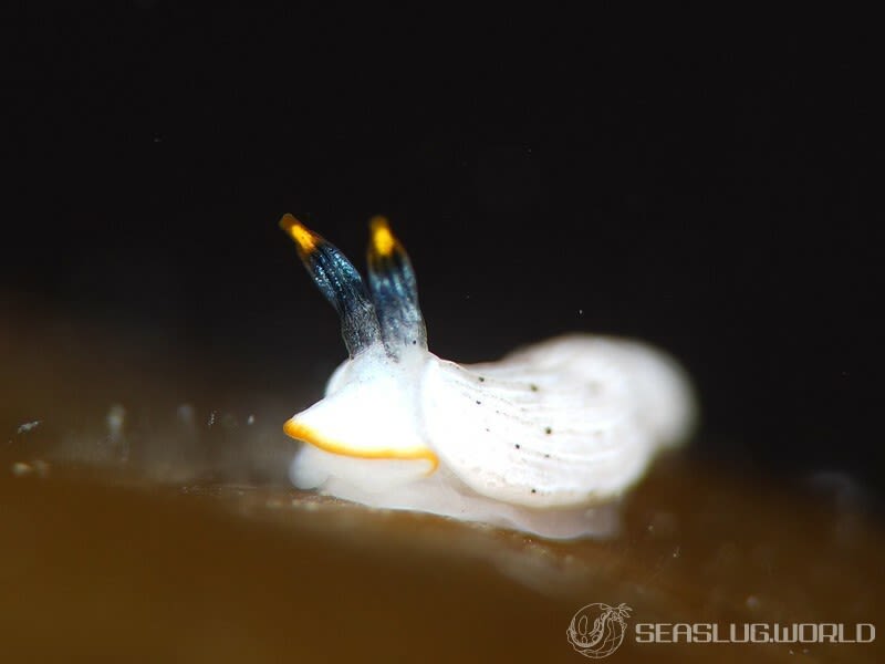 カメキオトメウミウシ Dermatobranchus primus