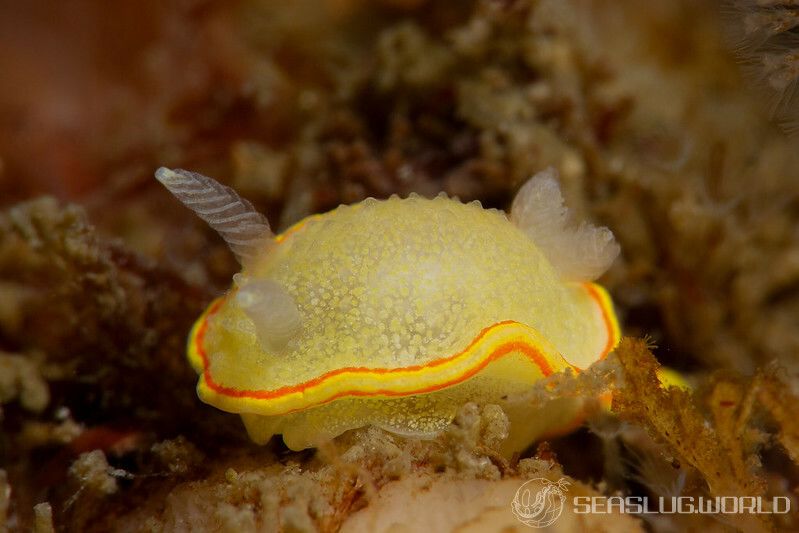 ミツイラメリウミウシ Diaphorodoris mitsuii