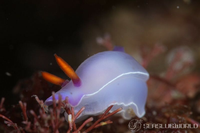 ゾウゲイロウミウシ Hypselodoris bullockii