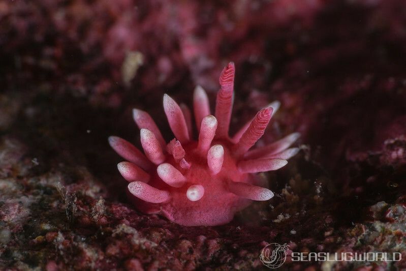 ヒロウミウシ Ceratodoris hiroi