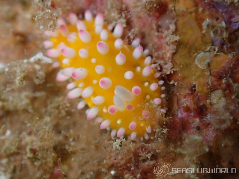 イガグリウミウシ Cadlinella ornatissima