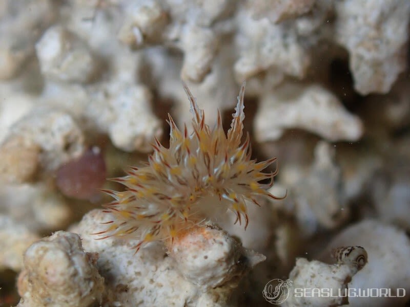 コヤナギウミウシ Janolus toyamensis