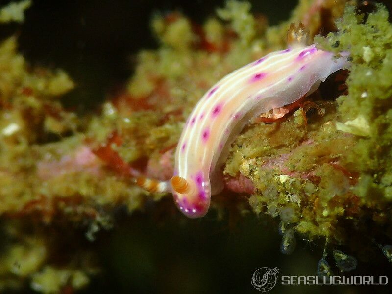 センテンイロウミウシ Hypselodoris decorata