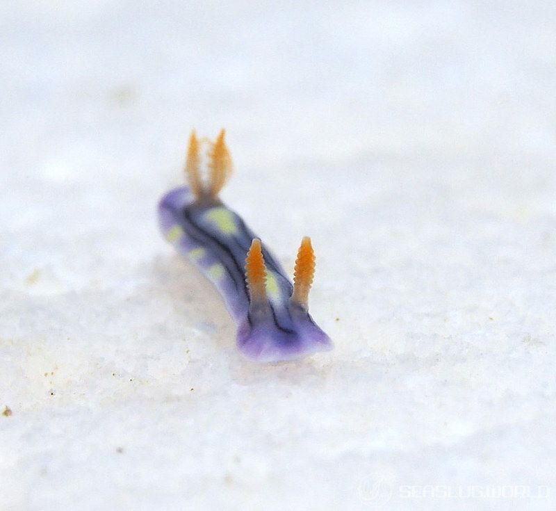 ソヨカゼイロウミウシ Hypselodoris zephyra