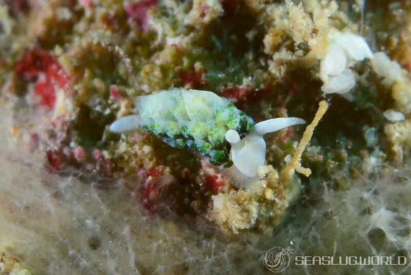 ネオンモウミウシ Costasiella fridae