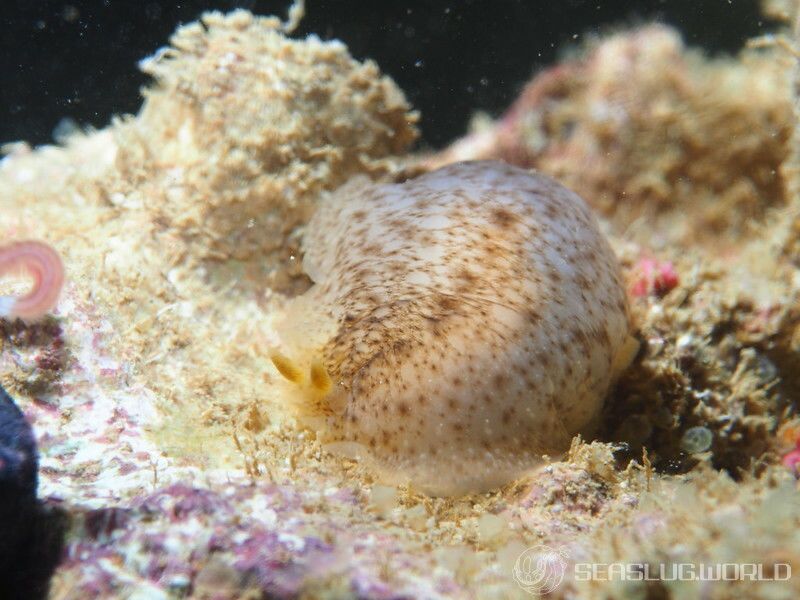 ナマコウミウシ Dendrodoris elongata