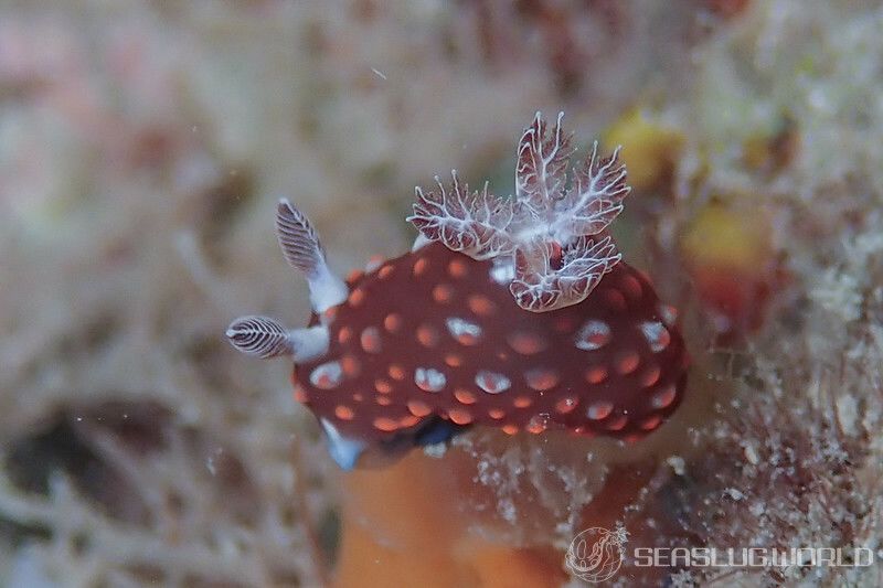 ベニゴマリュウグウウミウシ Nembrotha sp. 1