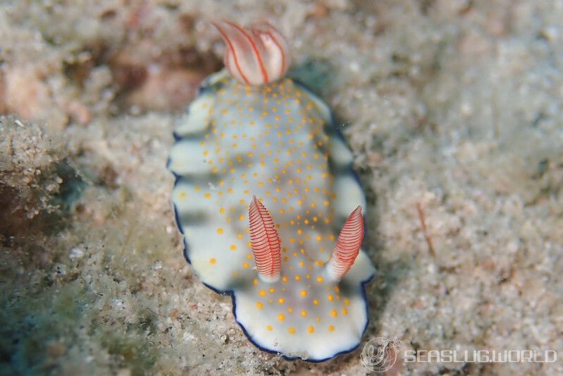 ボーランドウミウシ Hypselodoris bollandi