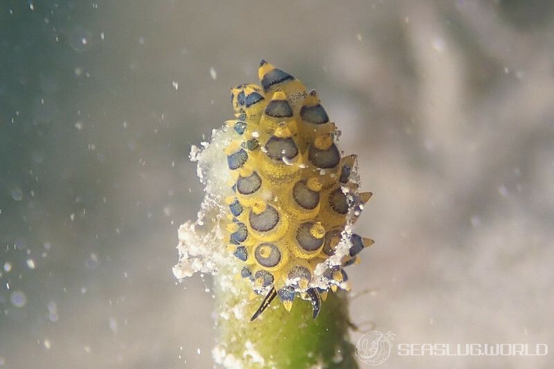 ミナミアオモウミウシ Costasiella sp. 5