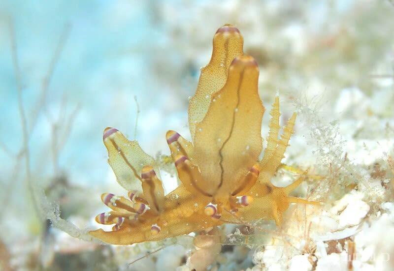 ツノワホリミノウミウシ Eubranchus mandapamensis