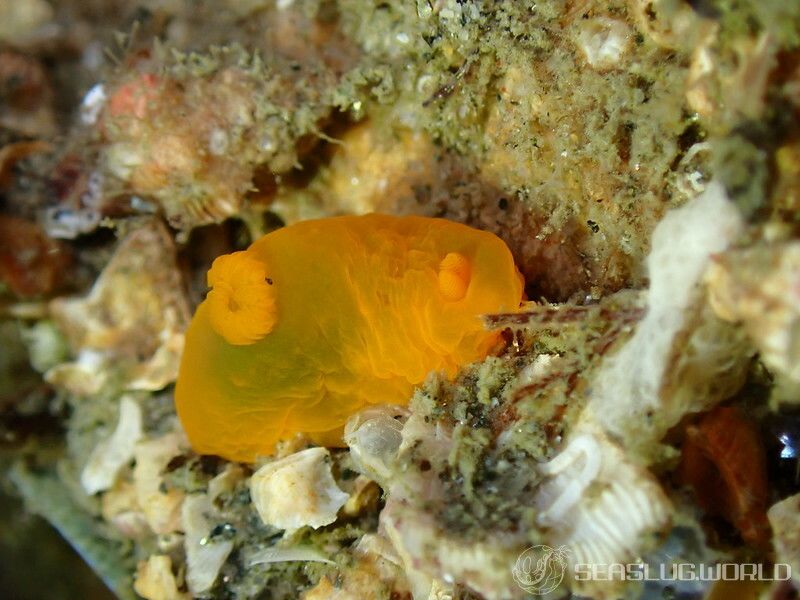 キヌハダウミウシ Gymnodoris inornata