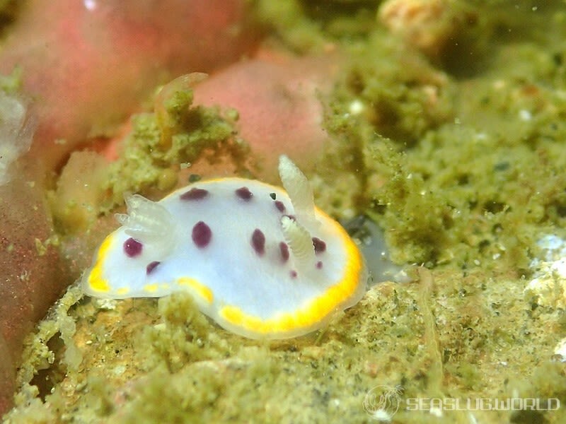 シラライロウミウシ Goniobranchus tumuliferus