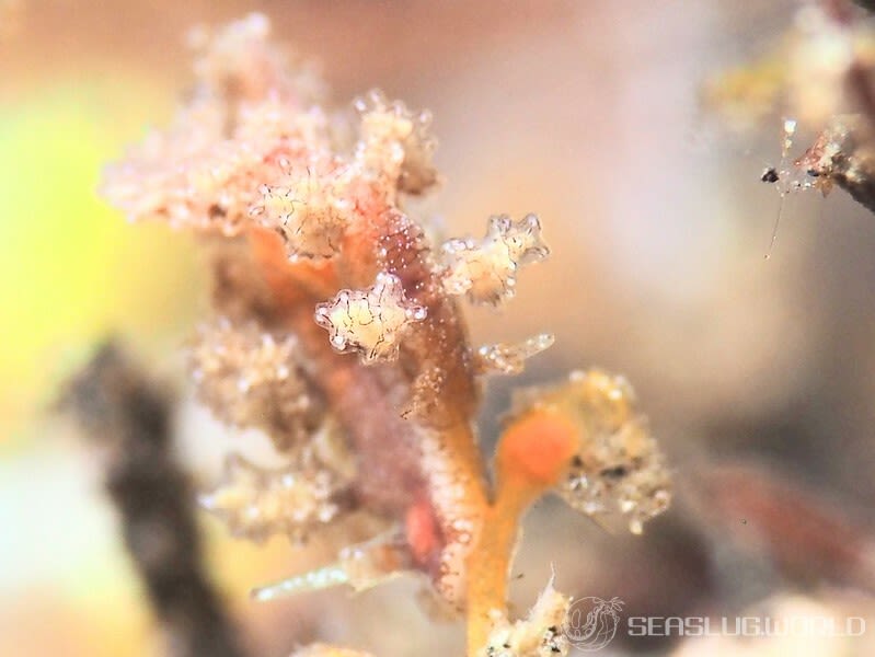  6. バナナ・マチャカダス