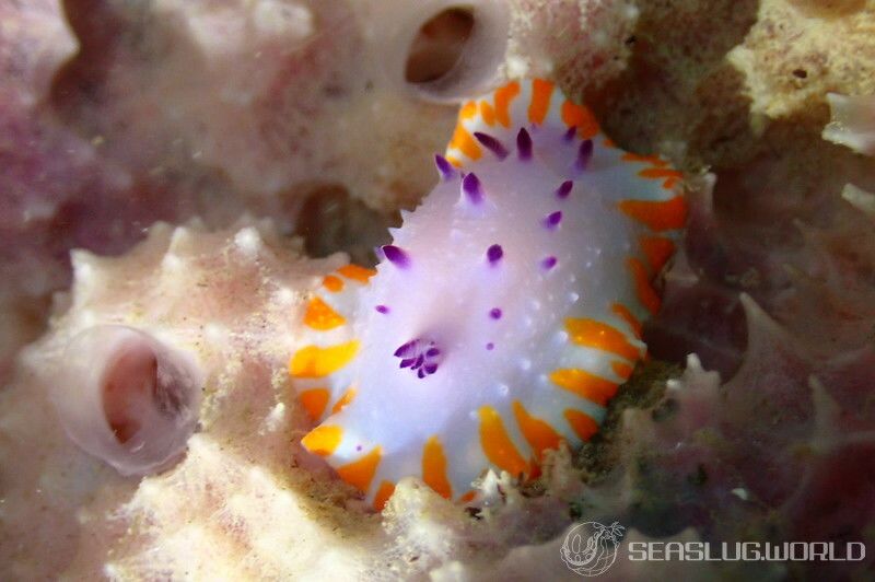 Microcyphus rousseaui　ウニ殻　小 Microcyphus rousseaui ウニ殻 小