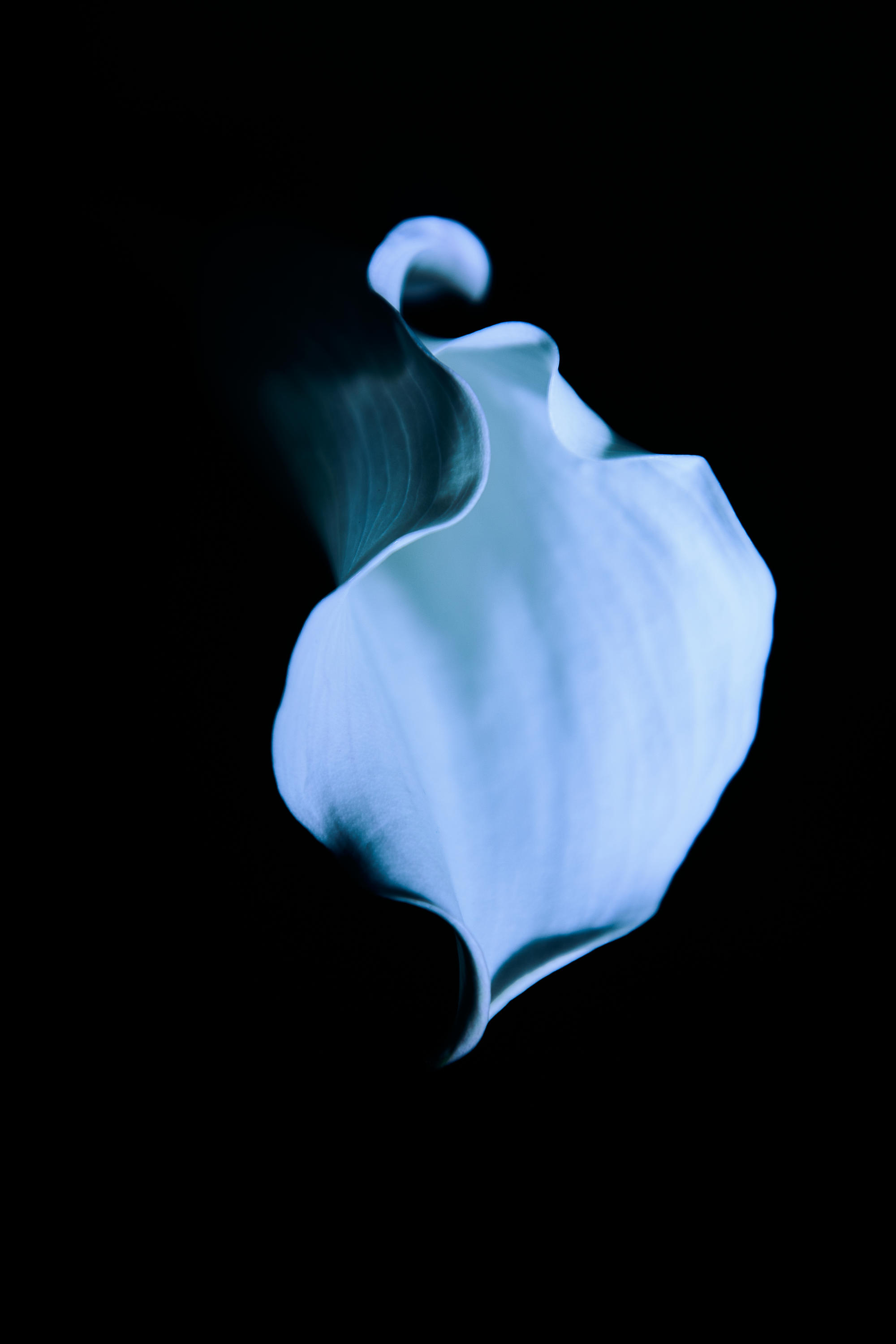 Still Life photograph 2