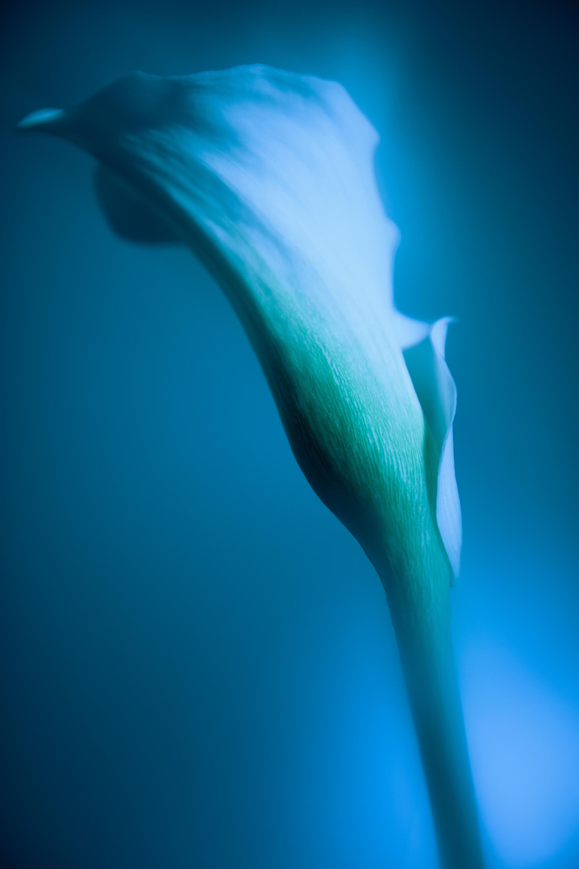 Still Life photograph 3