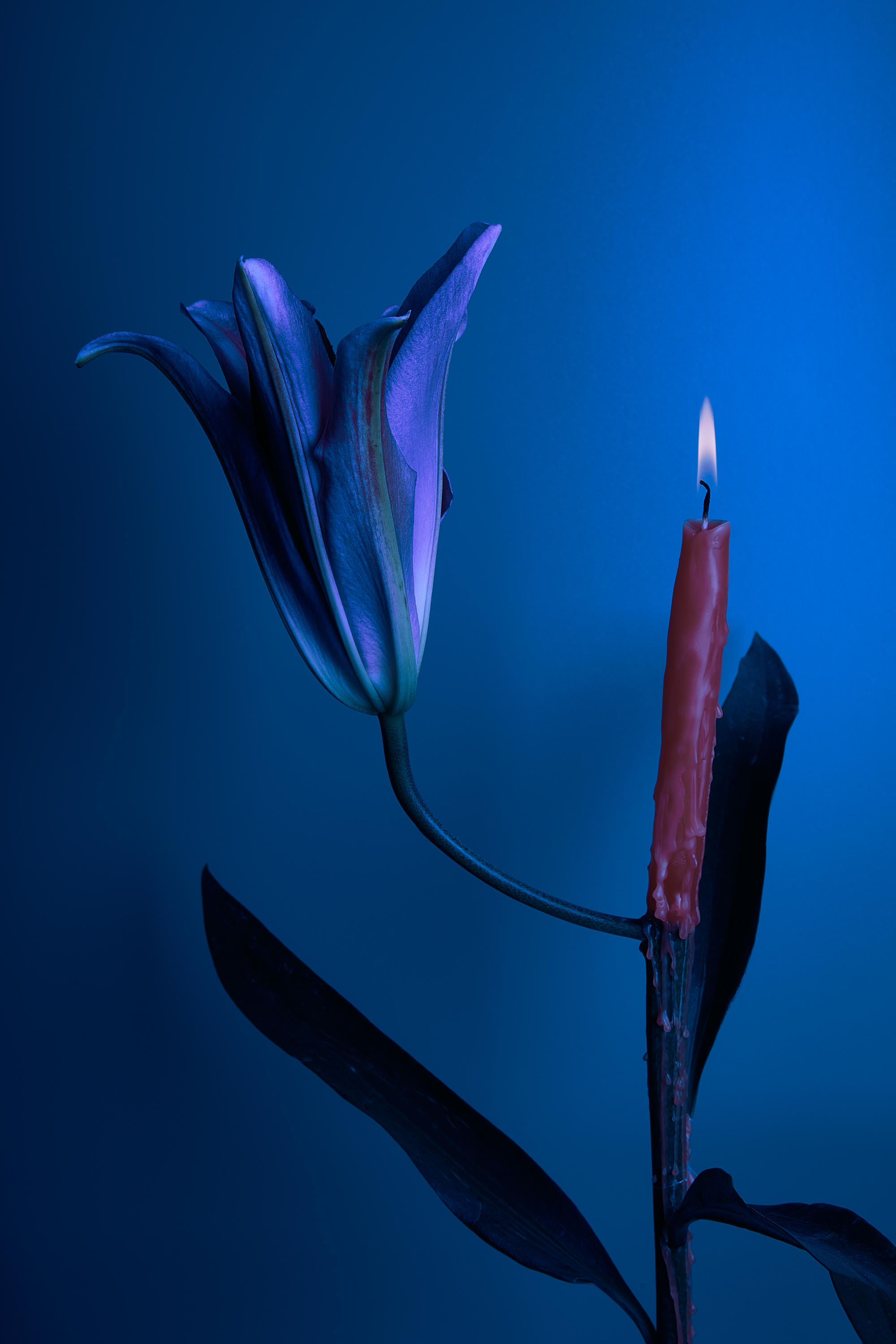 Still Life photograph 6