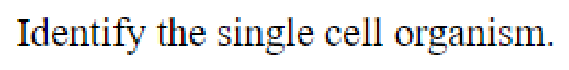Question content