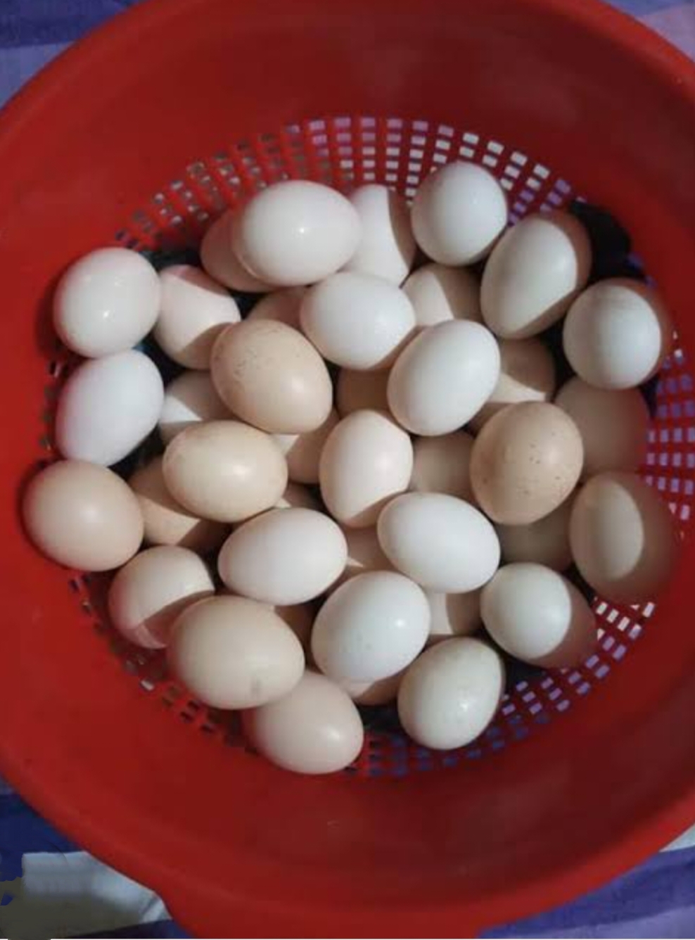 দেশি মুরগী ডিম