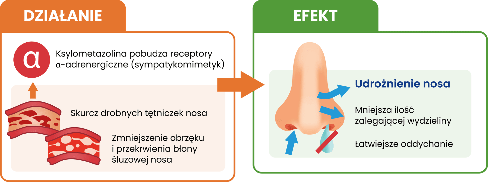 Działanie: ksylometazolina pobudza receptory α-adrenergiczne (sympatykomimetyk), powoduje skurcz drobnych tętniczek nosa oraz zmniejszenie obrzęku i przekrwienia błony śluzowej nosa. Efekt: udrożnienie nosa, mniejsza ilość zalegającej wydzieliny, łatwiejsze oddychanie.