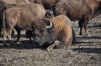 Sortie d’automne des Edelweiss à REVE DE BISONS