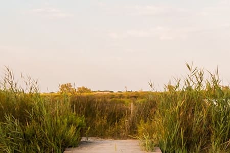 Vidéo - Méditation du 04/12/2020 - Le roseau ne sera pas brisé