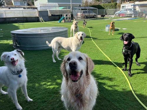 A group of happy dogs at Dawg Tired Play Days.