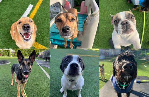A collage of 6 happy dogs at Dawg Tired Play Days.