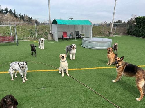A photo from Dawg Tired Play Days.