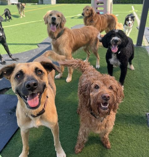 A photo from Dawg Tired Play Days.