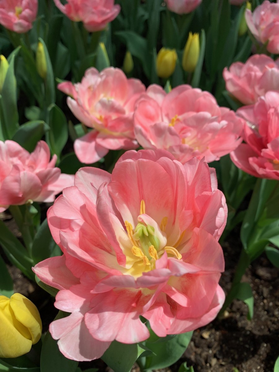 Pink flower - Flower Dome, Singapore.