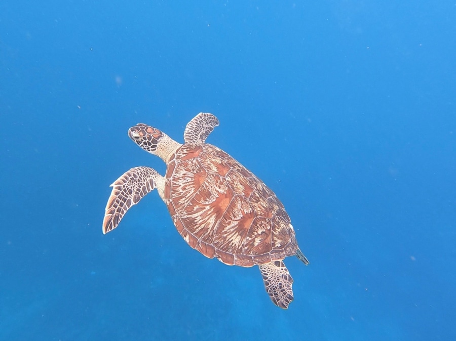 Green Turtle - Gili Air, Indonesia.