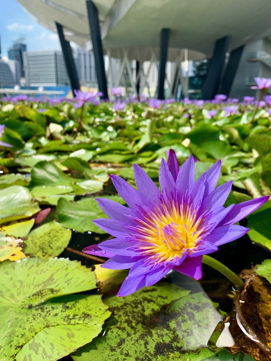 Water lily - ArtScience Museum, Singapore.