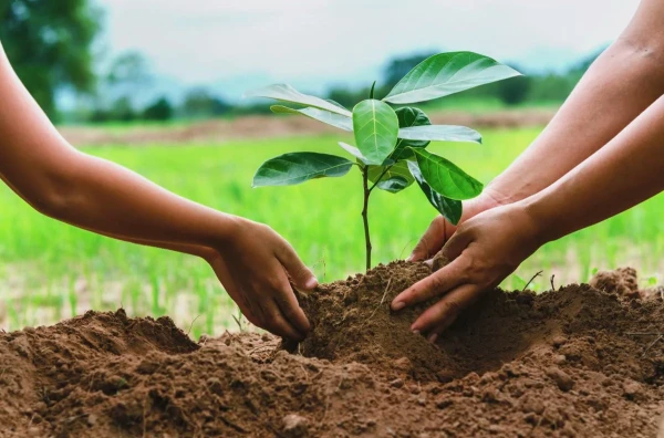 Plant trees