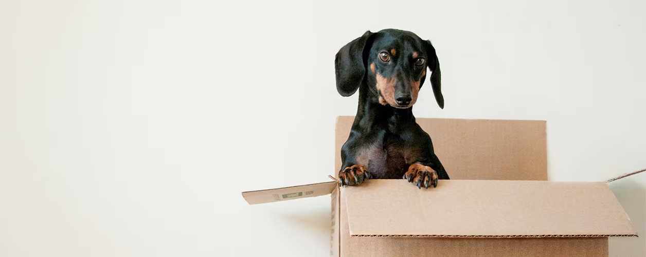 Dachshund dog sitting in a cardboard box.