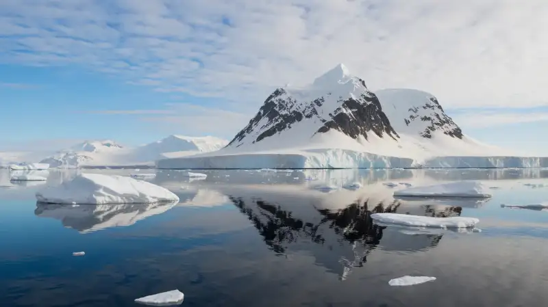 Microplastice descoperite în corpul singurei insecte native din Antarctica