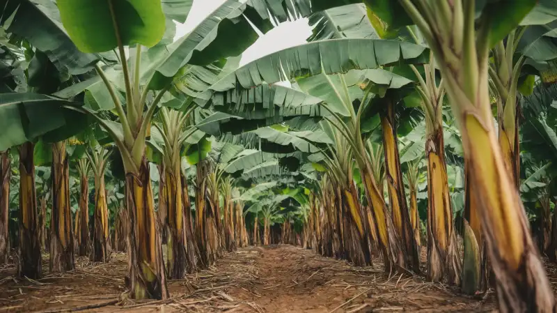 Metale Toxice Găsite în Banane După Dezastrul Minier din Brazilia