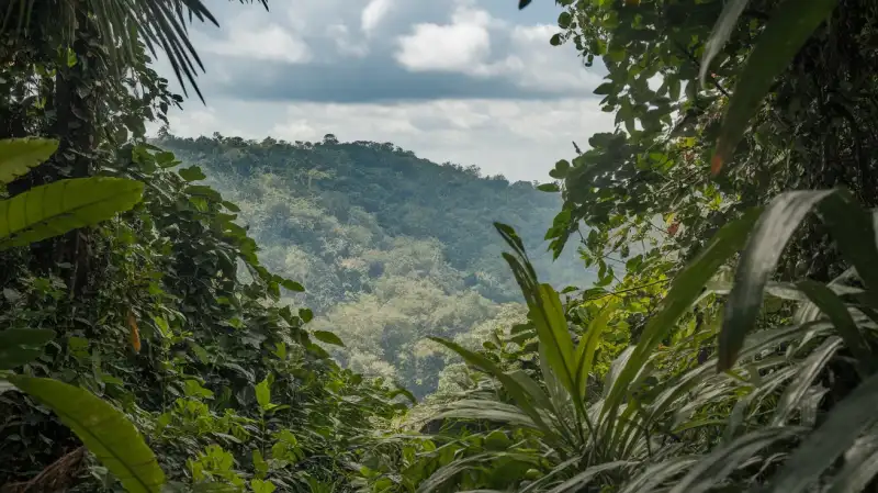 Cum obiceiurile de consum în schimbare din China ar putea proteja pădurea amazoniană