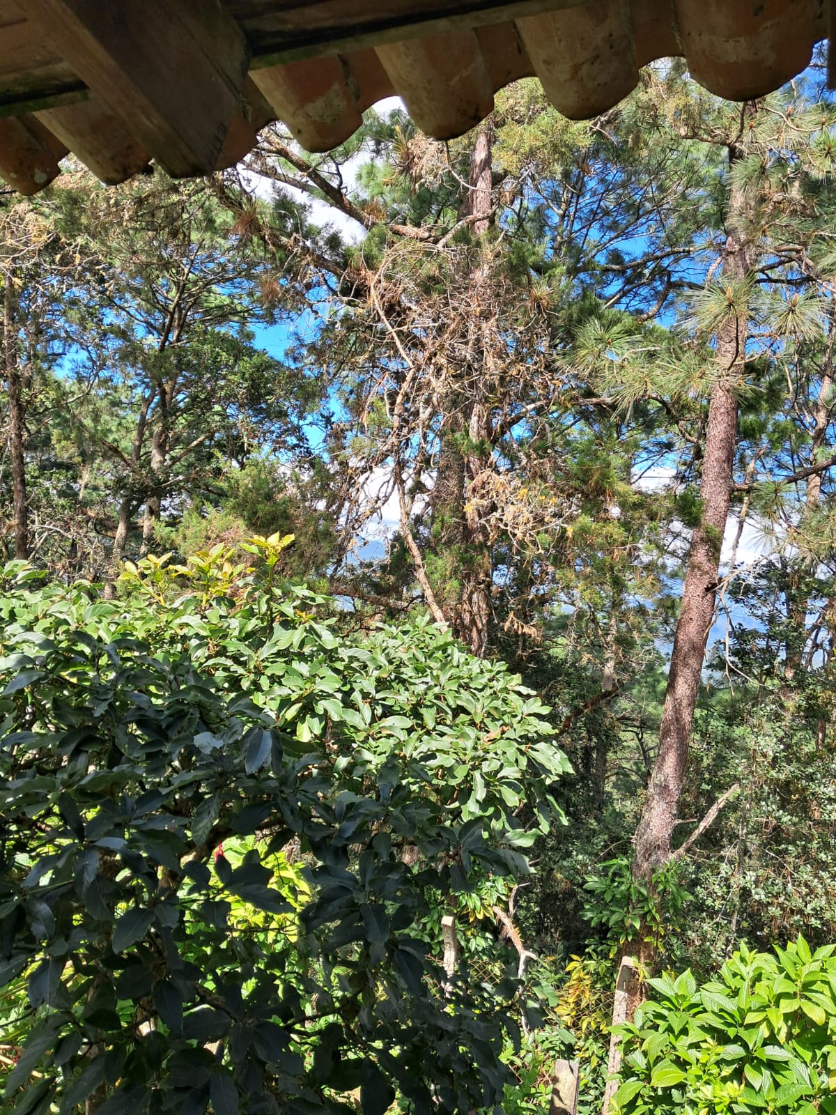 Banner 2