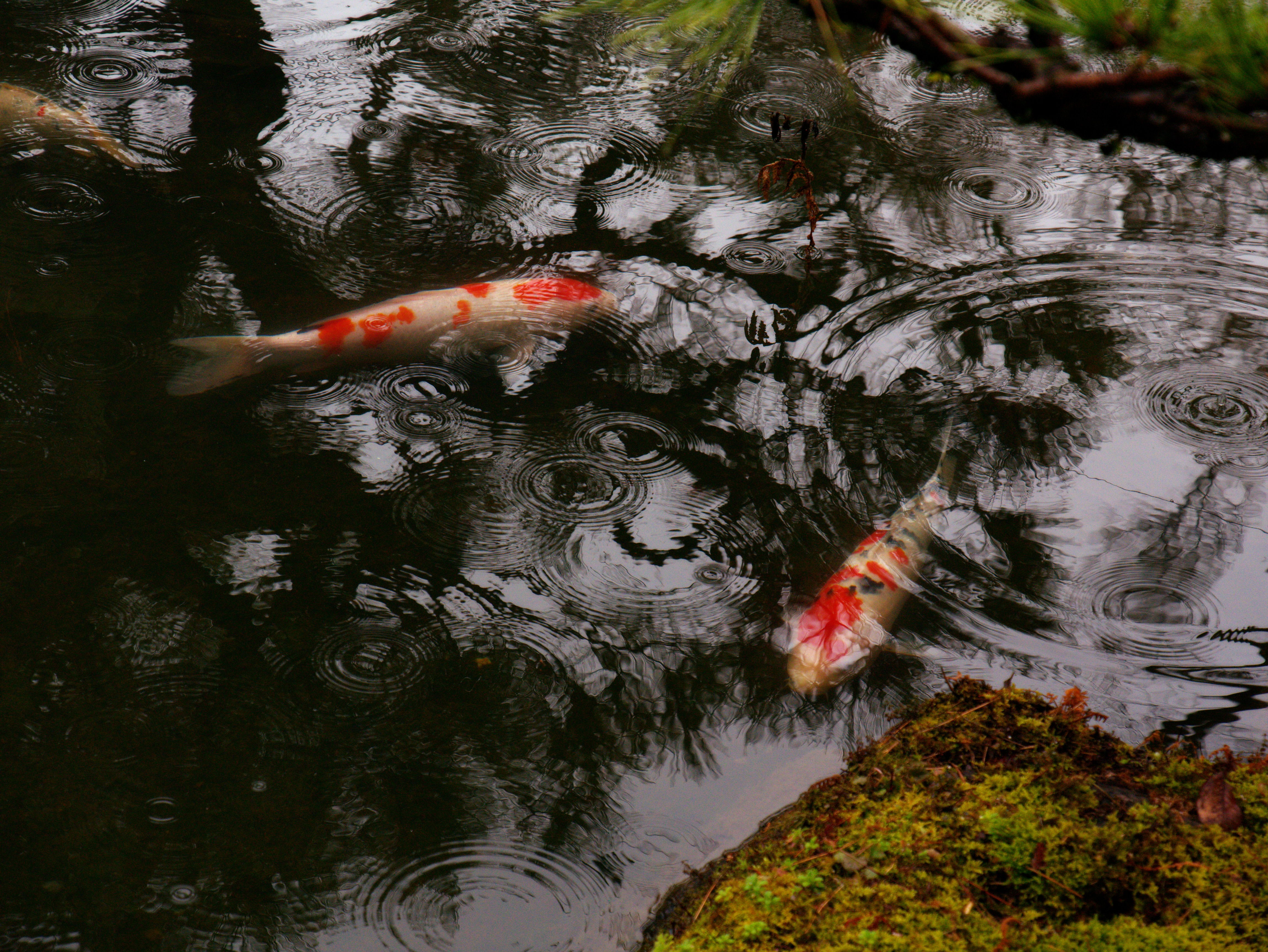 Rainy Koi Pond
