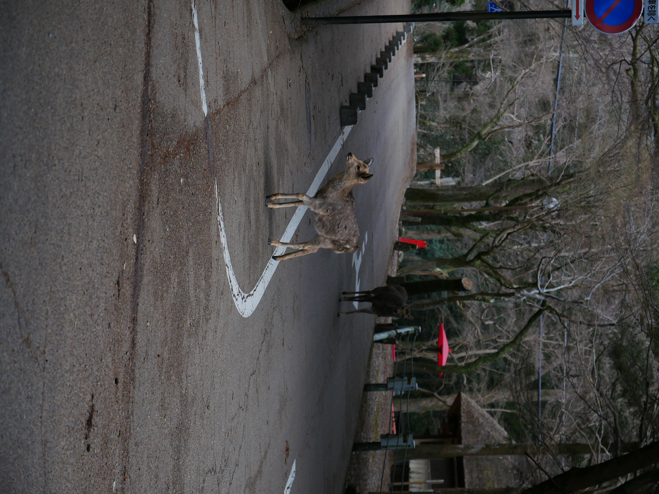 Oh "Deer", an Apocalypse