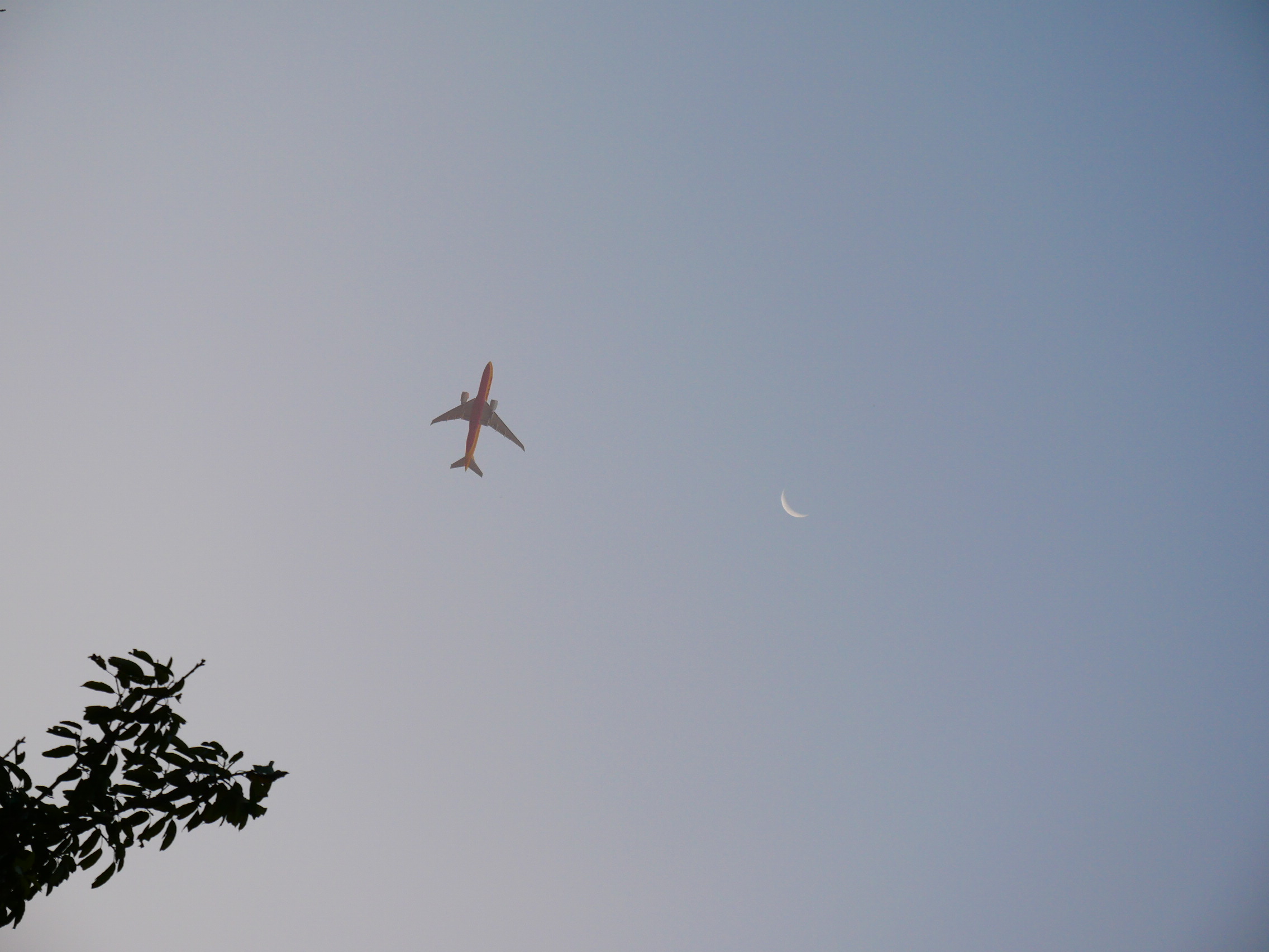 Is it a Bird?