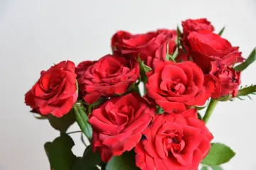 バラの花束に想いを込めたサプライズ演出 | 【個室確約 プロポーズディナープラン】厳選食材で織りなす贅沢フレンチコース～Menu Diner de l’azure～全7品+乾杯酒+バラ12本付き★お二人だけのプライベート空間で心温まる特別な夜を★豊田駅至近！アクセス抜群な隠れ家フレンチ